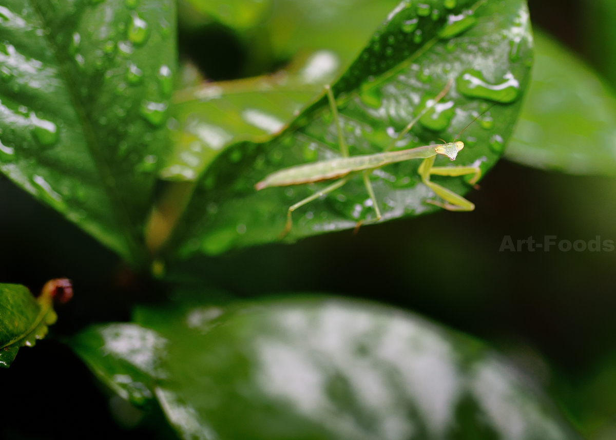 子カマキリ_210701