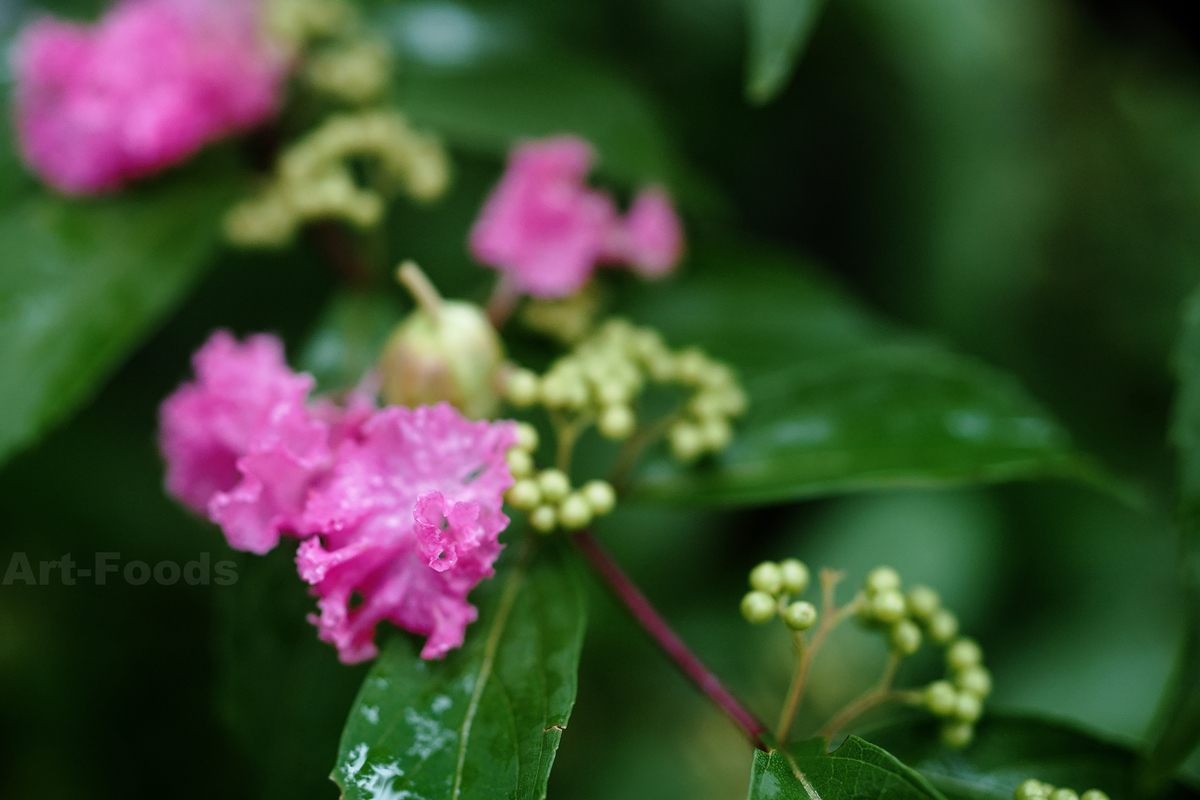 雨の庭風景-散り落ちた百日紅_210813