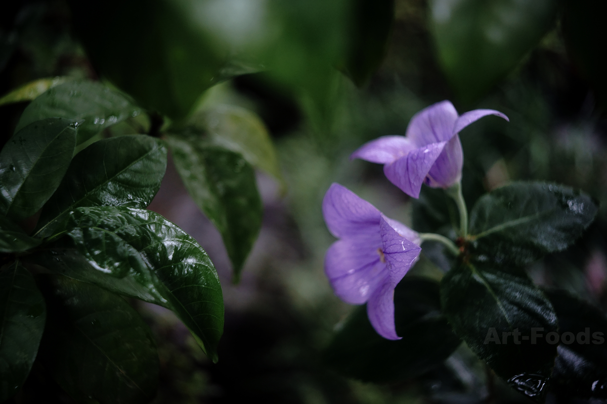 雨の庭風景_210818-桔梗