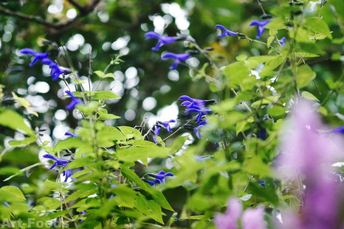 庭風景_210912_セージの花