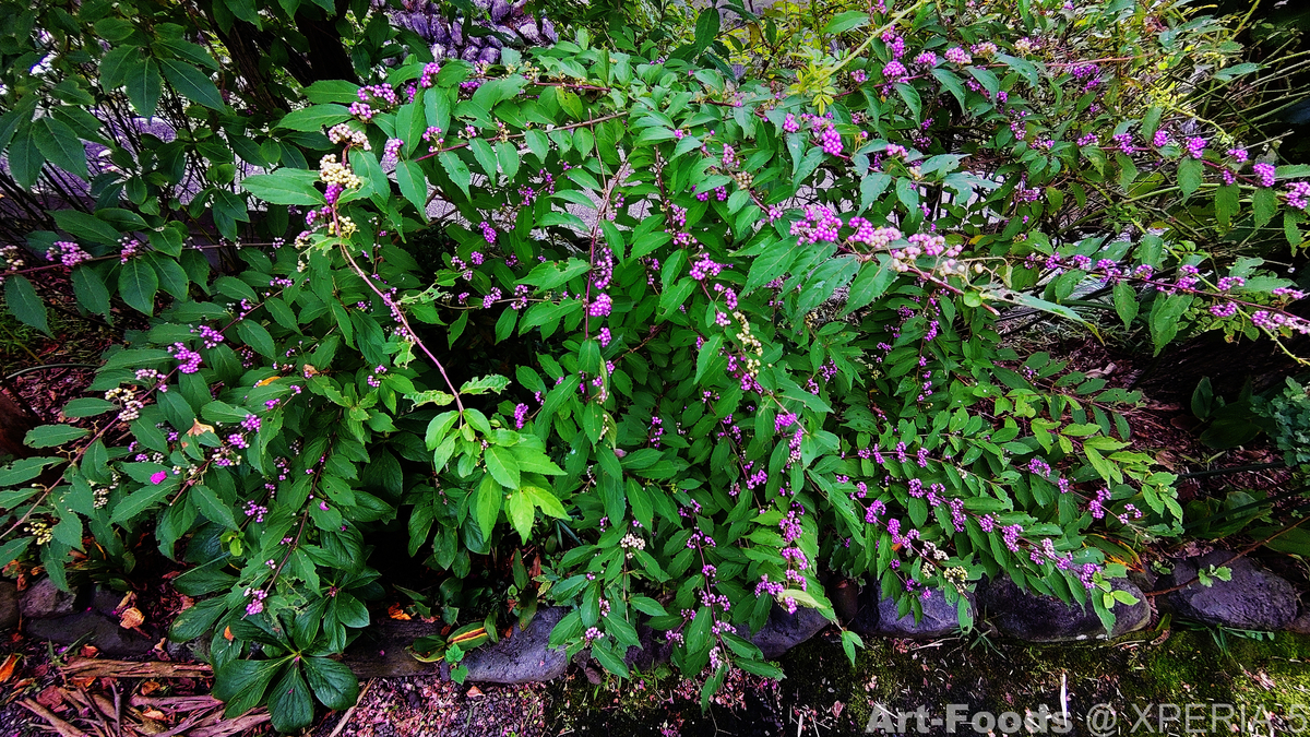 f:id:artfoods:20210917043505j:image:w560