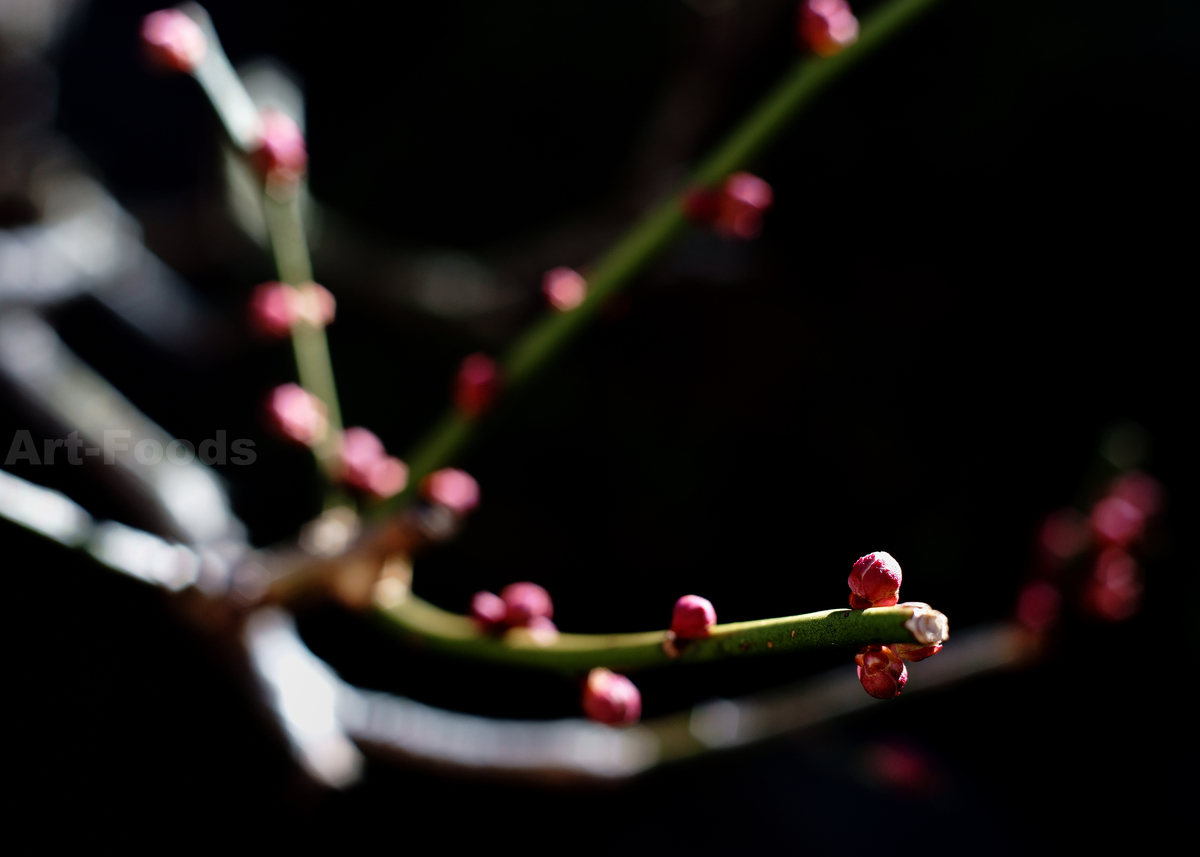 庭風景-梅の花蕾_220122