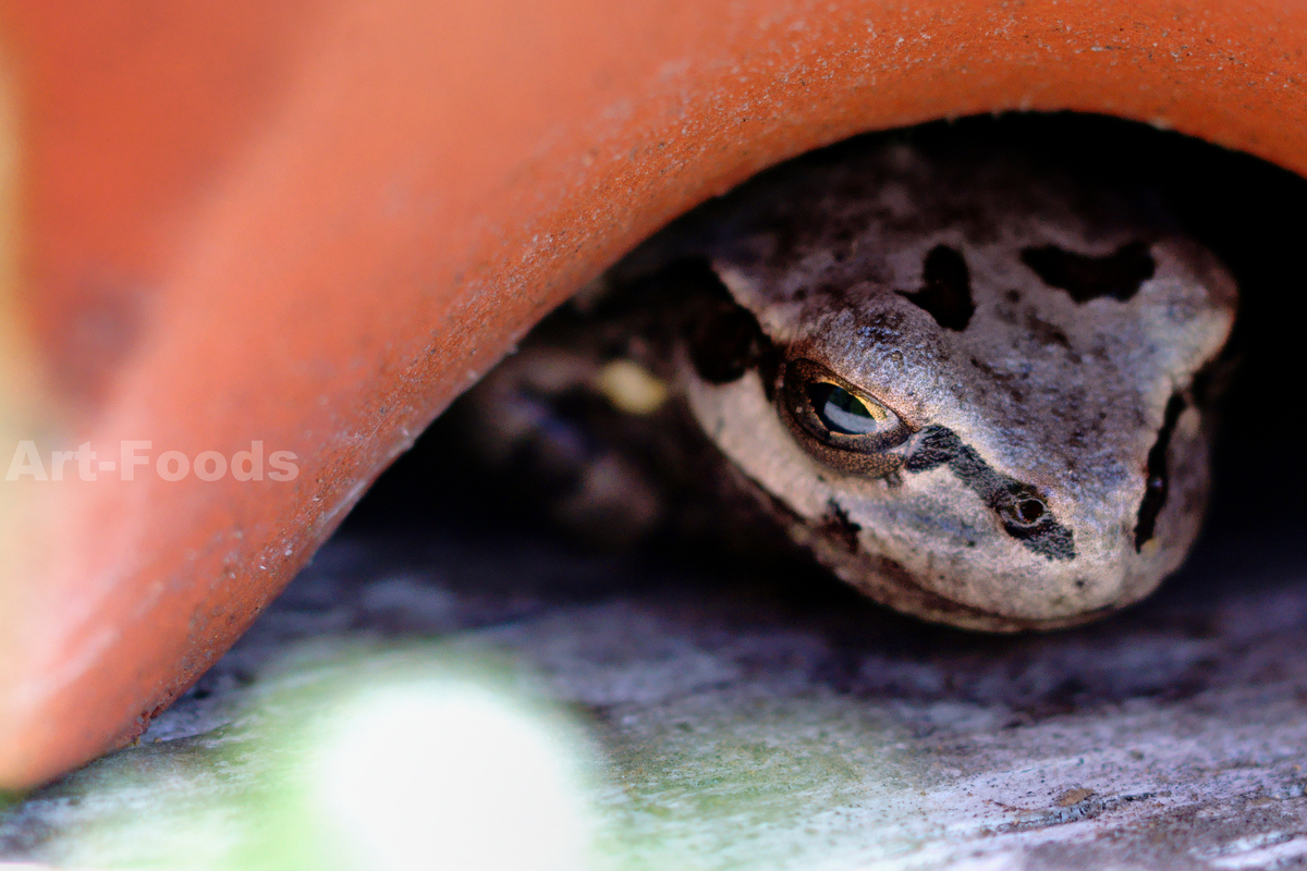 f:id:artfoods:20220413040600j:plain