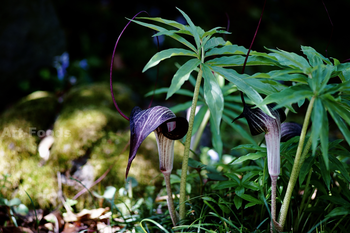 f:id:artfoods:20220417111148j:plain