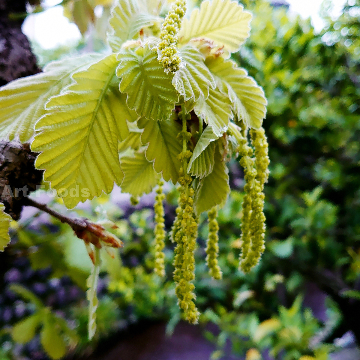 柏の花_220428