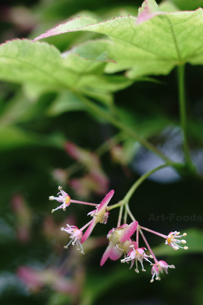 楓の花と種子_220501