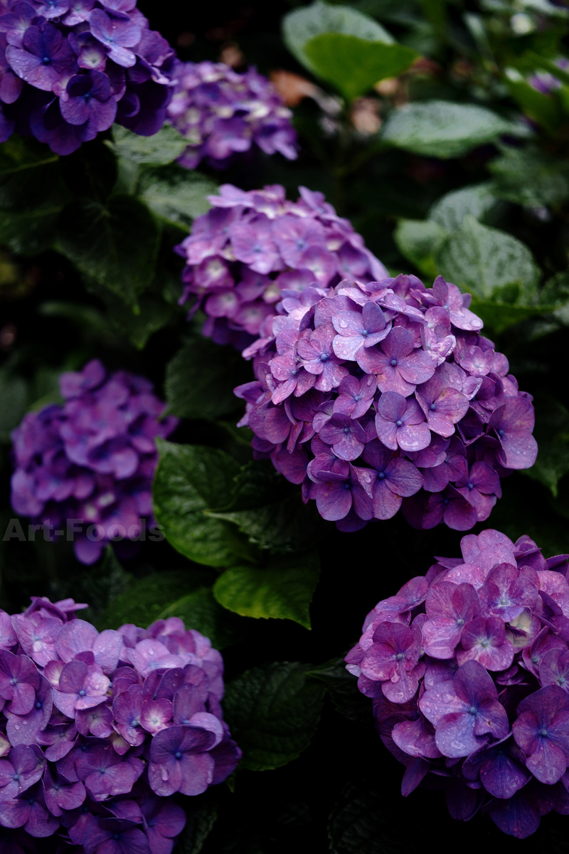 雨休日の紫陽花_220614