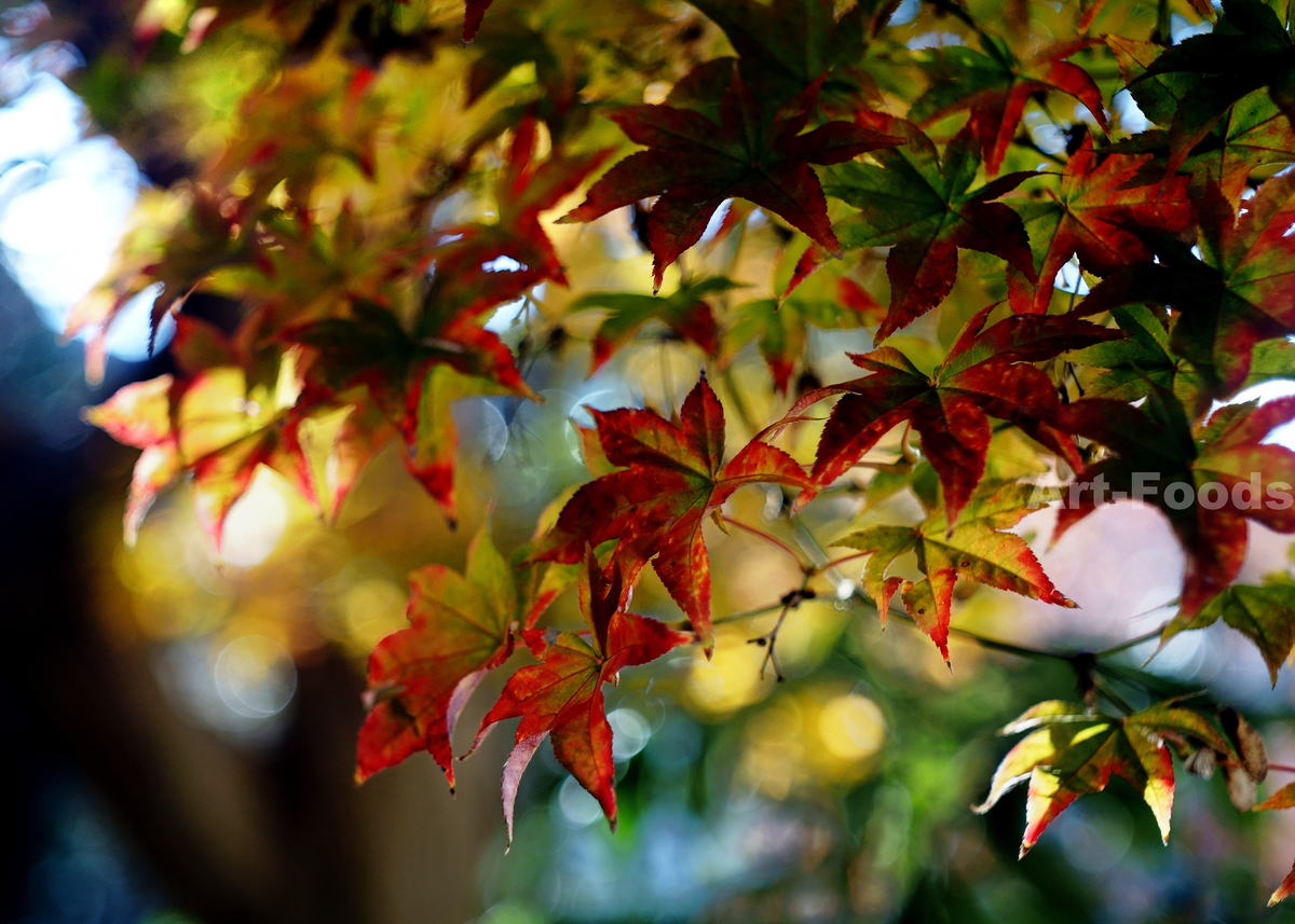 楓のマルチカラー紅葉_221218