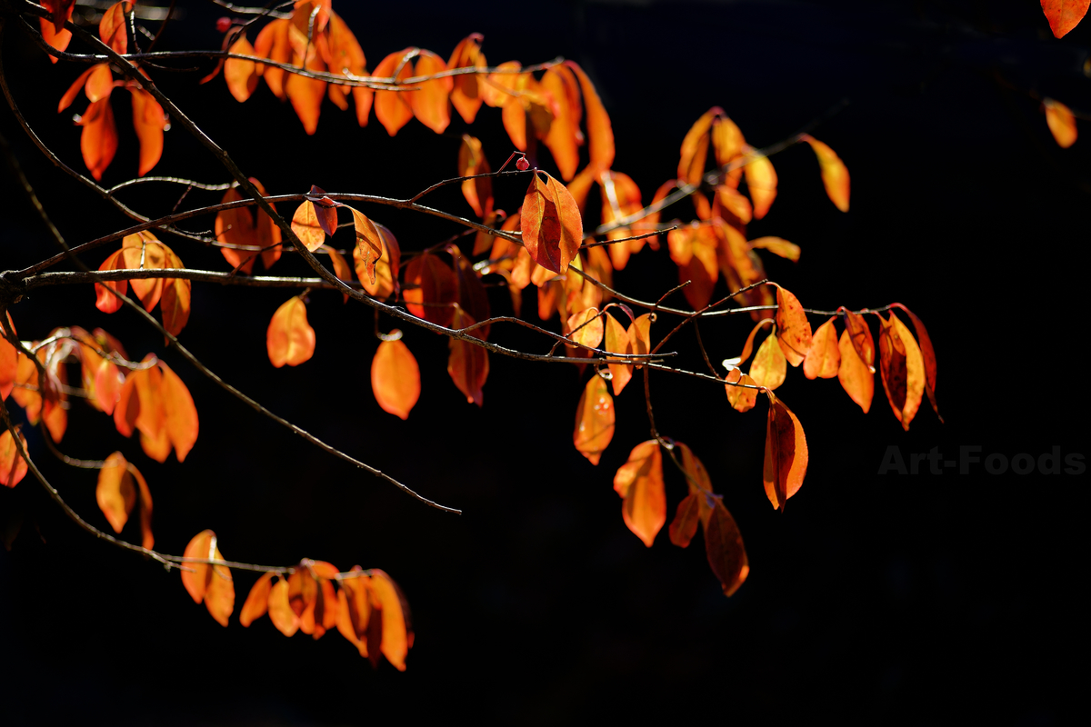 檀の紅葉_221228