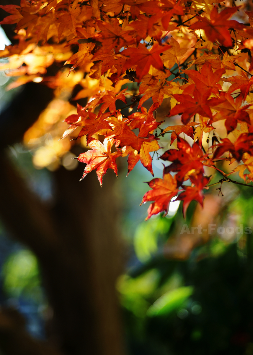 楓紅葉最後のひと枝_221228