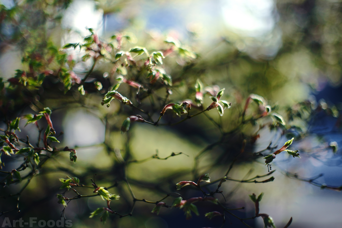 楓の芽吹き_230412