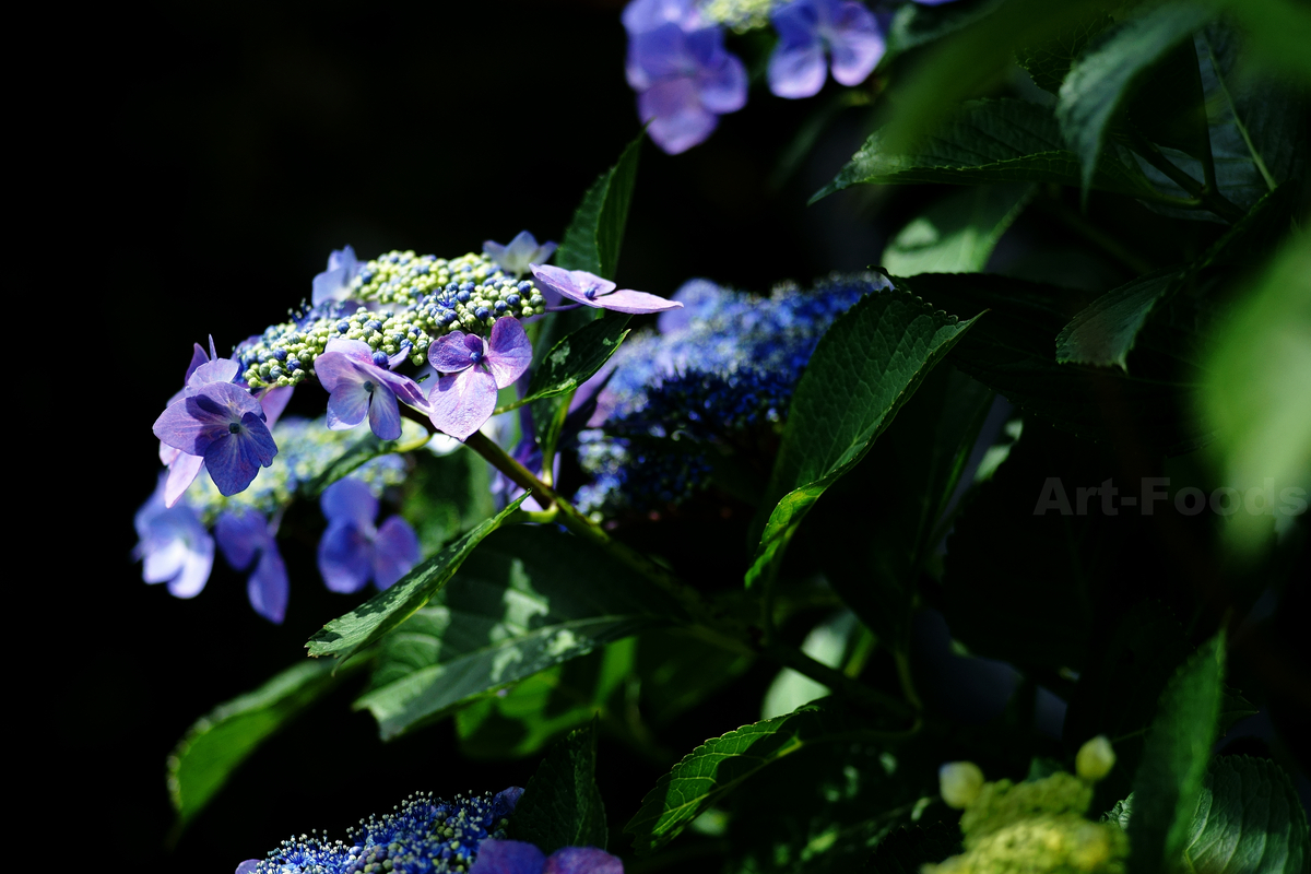 紫陽花アフタヌーン_230607