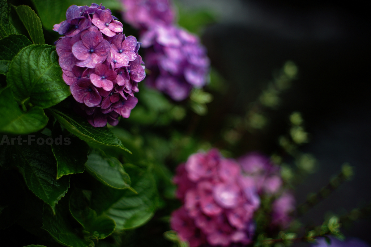 雨中紫陽花乃図_230612-3