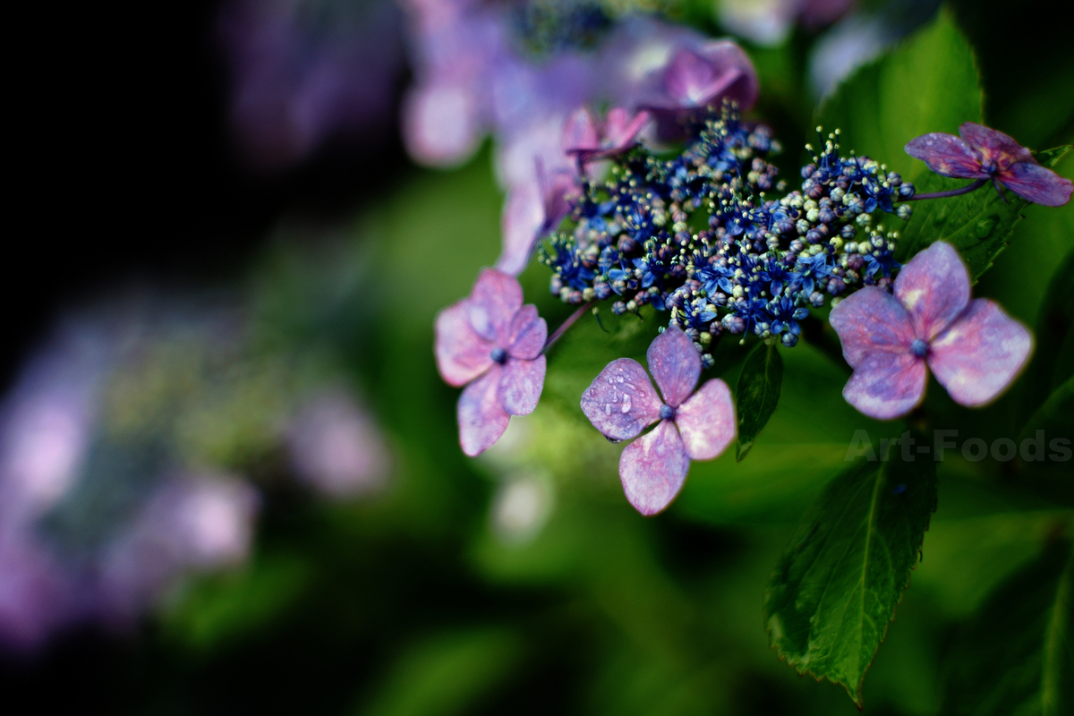 雨中紫陽花乃図_230612-4