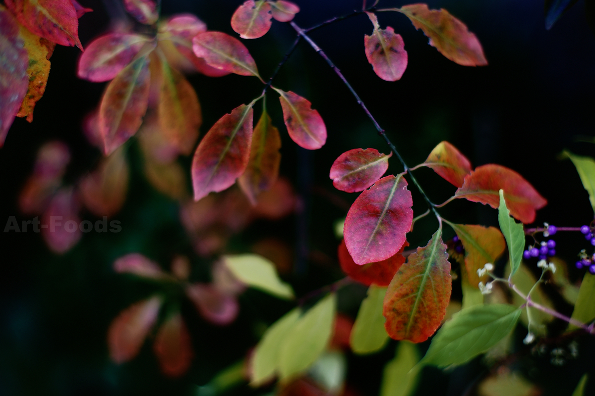 檀の紅葉_231121