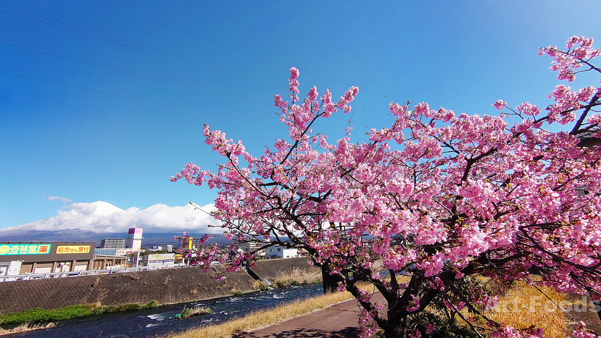 潤井川水門付近の河津桜_240226