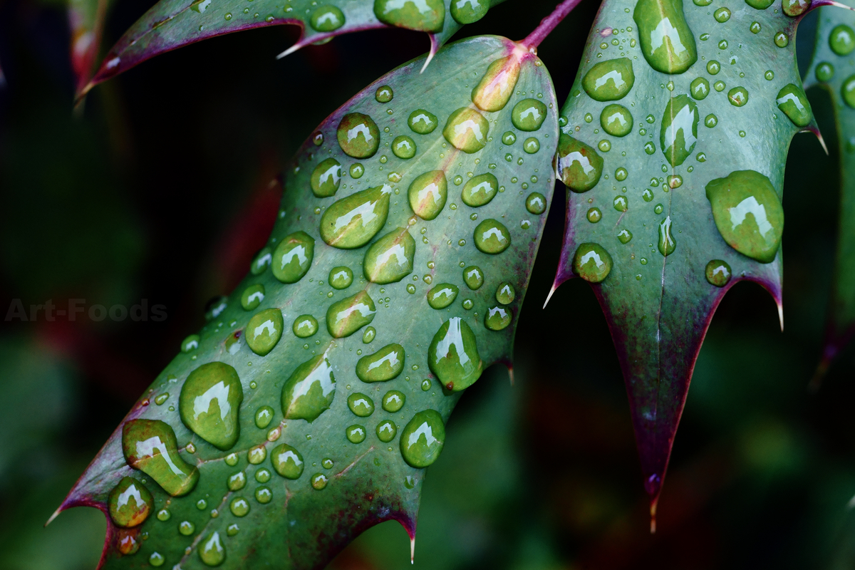 柊南天の雨滴_240404