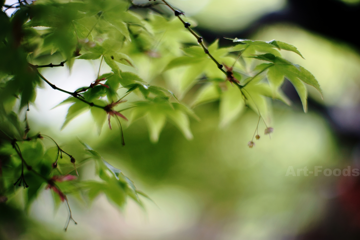 雨の楓_240424