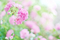 雨のヘリオスパープル-4_240528