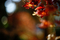 楓の翼果と残り紅葉-2_241229