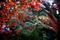 西陽の楓紅葉_241230