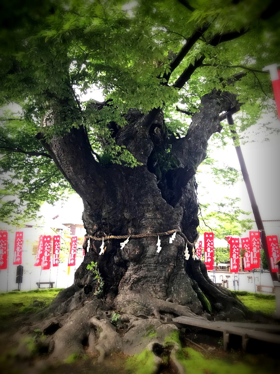 樹齢1000年越え。梟住む今宮神社のケヤキ - 【昨日の階段 必描き傷 
