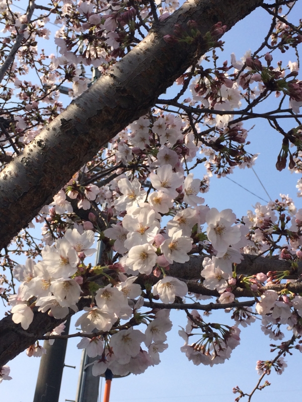 f:id:artoy1:20150401182209j:image:w360:right