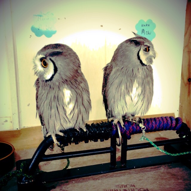 f:id:artoy1:20160704112742j:image