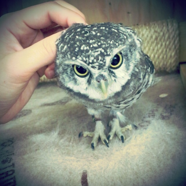 f:id:artoy1:20160704112743j:image