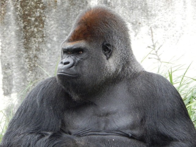 身近な動物がuma 未確認生物 だった シンクライク