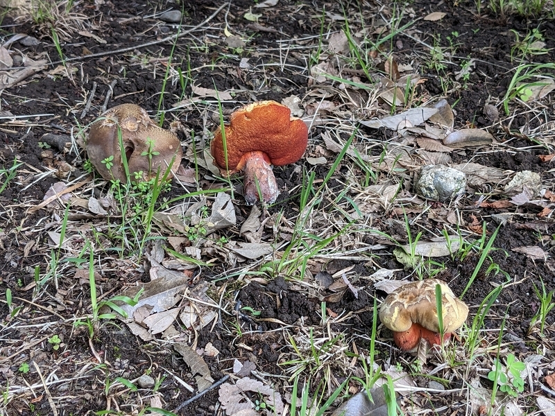 街なかのキノコ - あるブログ