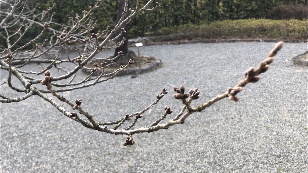 f:id:aruaru-ed-play:20190227014811j:plain f:id:aruaru-ed-play:20190227014811j:plain