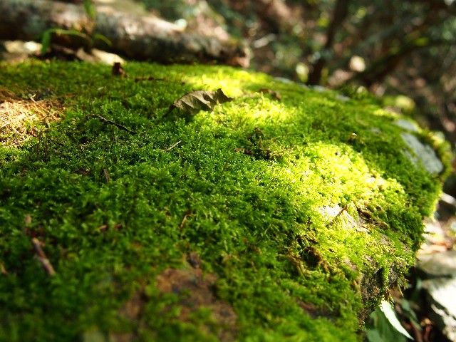 f:id:arucu:20180926013120j:image