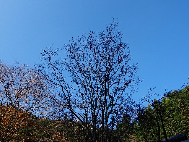 f:id:arucu:20181123133100j:image