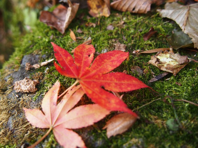 f:id:arucu:20181123191617j:image