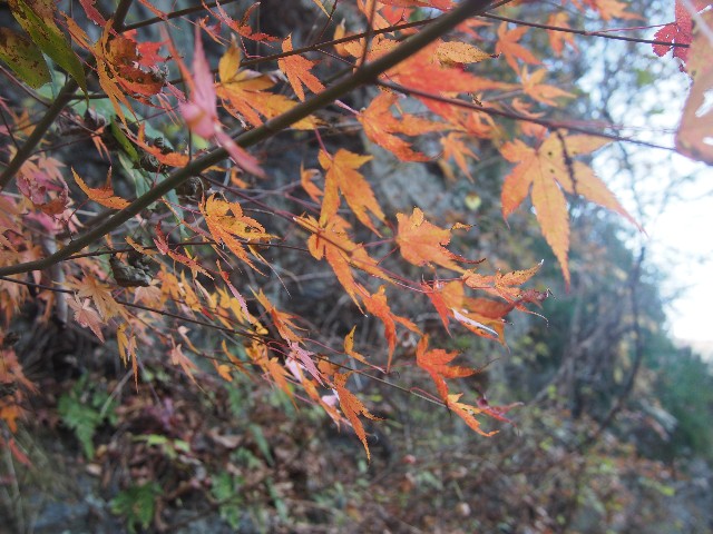 f:id:arucu:20181125204910j:image