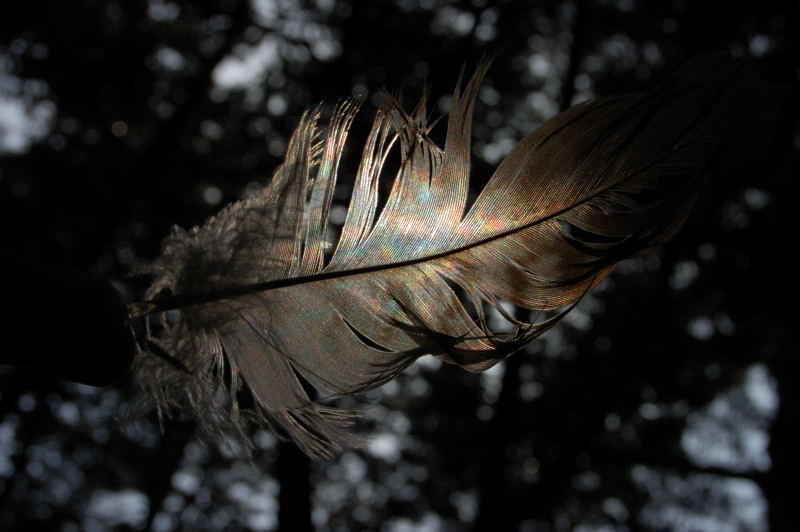 f:id:aruiha_shikashi:20090526203658j:image