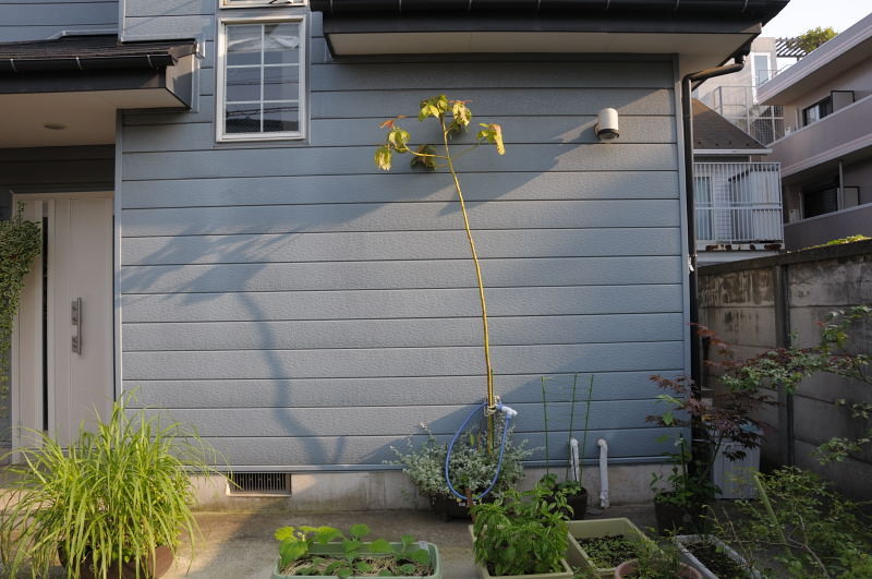 f:id:aruiha_shikashi:20090617203510j:image