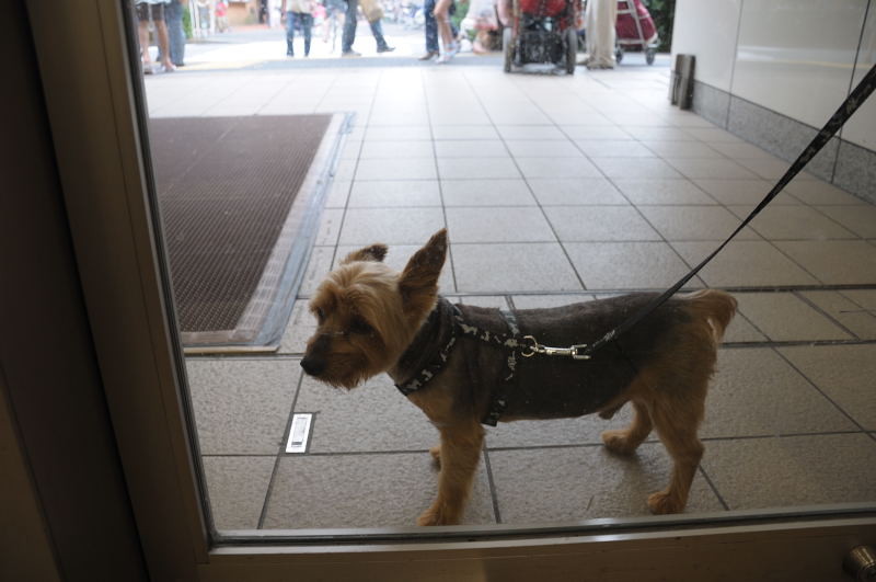 f:id:aruiha_shikashi:20090618225425j:image