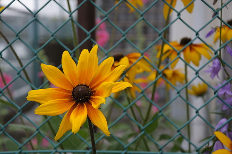 f:id:aruiha_shikashi:20090618225426j:image