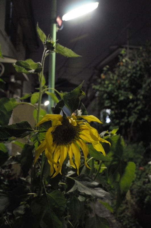 f:id:aruiha_shikashi:20090709201437j:image