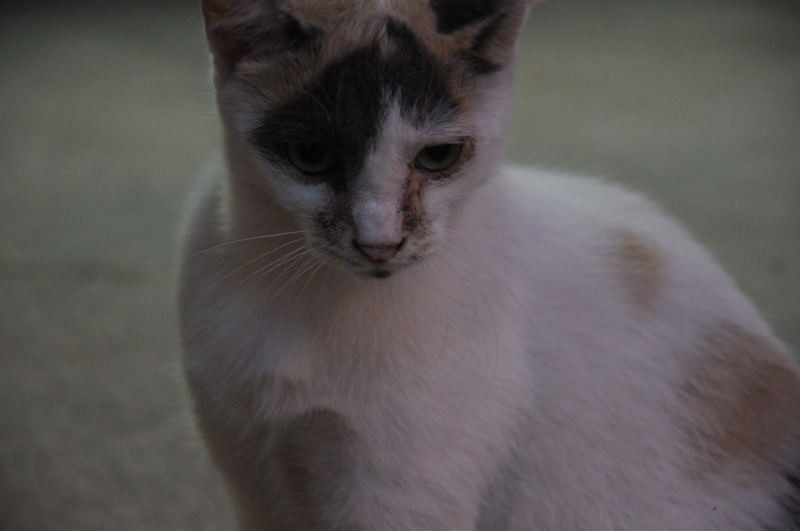 f:id:aruiha_shikashi:20090717224926j:image