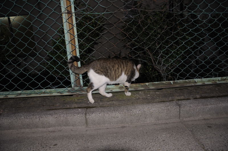 f:id:aruiha_shikashi:20090718204644j:image