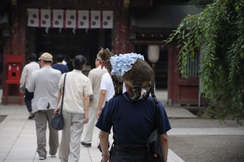 f:id:aruiha_shikashi:20090722001101j:image