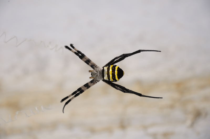 f:id:aruiha_shikashi:20090722001130j:image