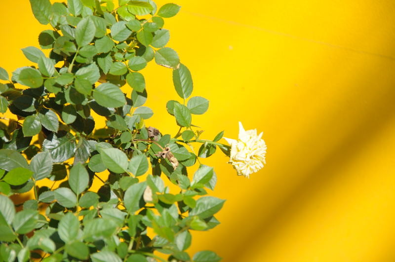 f:id:aruiha_shikashi:20101230003510j:image