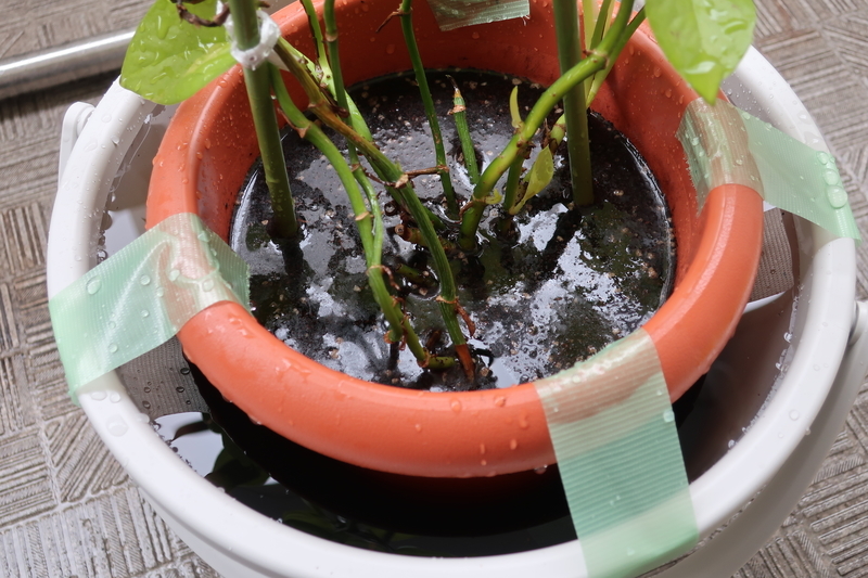 観葉植物ポトスに虫が発生 原因と対策 鉢をまるごと水没させてみる 歩けば何かおこるかも２