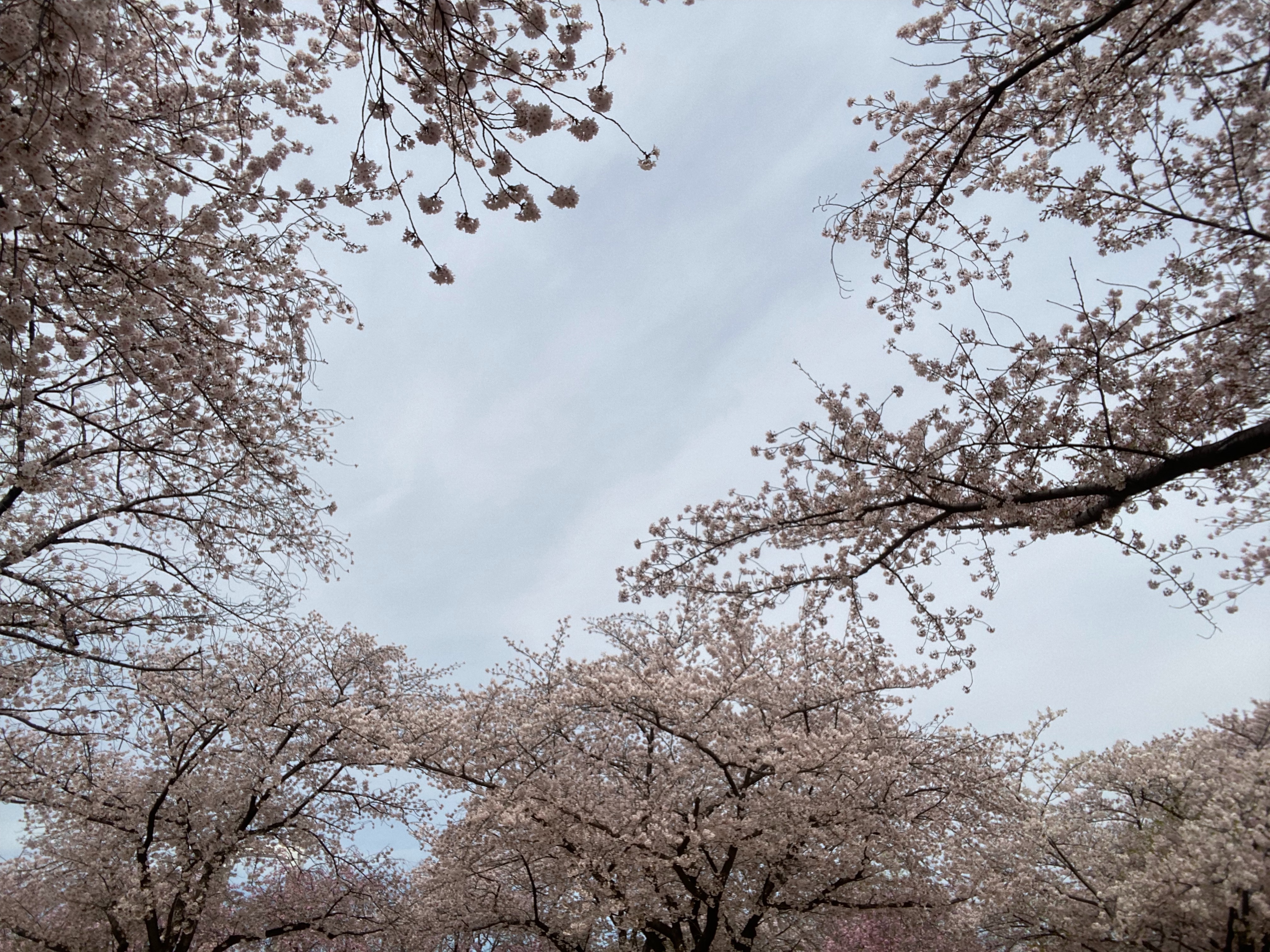 f:id:arukuhito_070:20220410161309j:plain