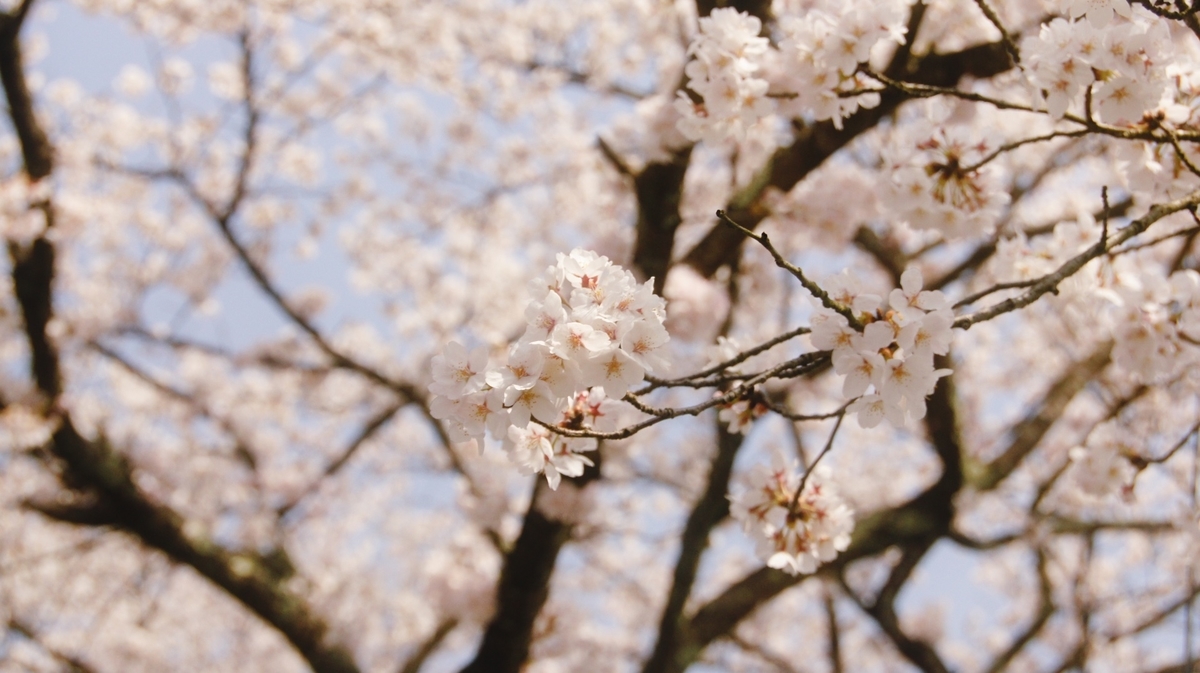 f:id:arumajirocket:20190406135039j:plain