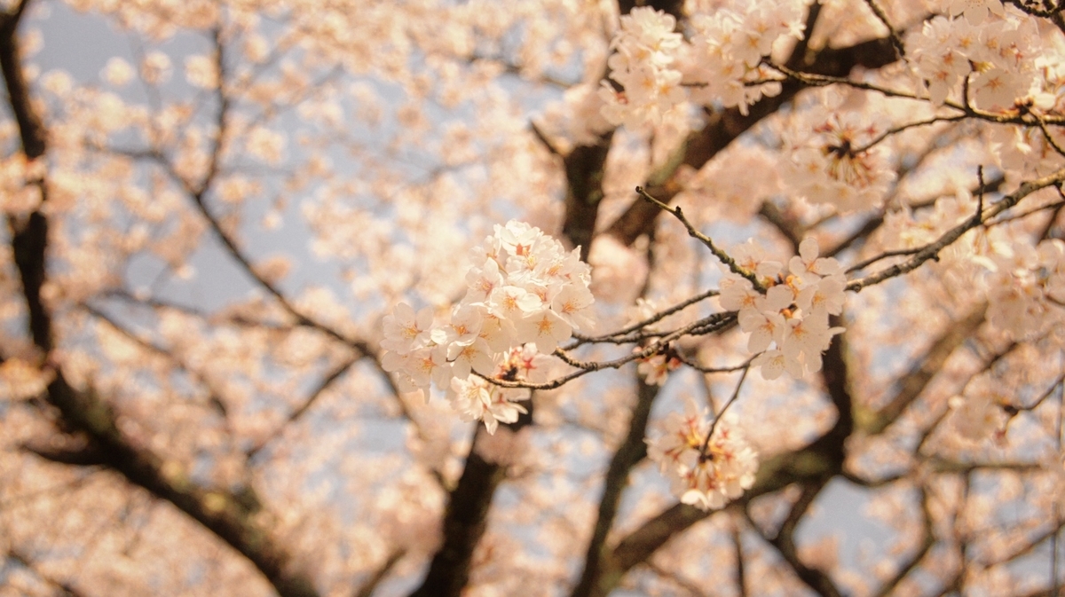 f:id:arumajirocket:20190406135040j:plain